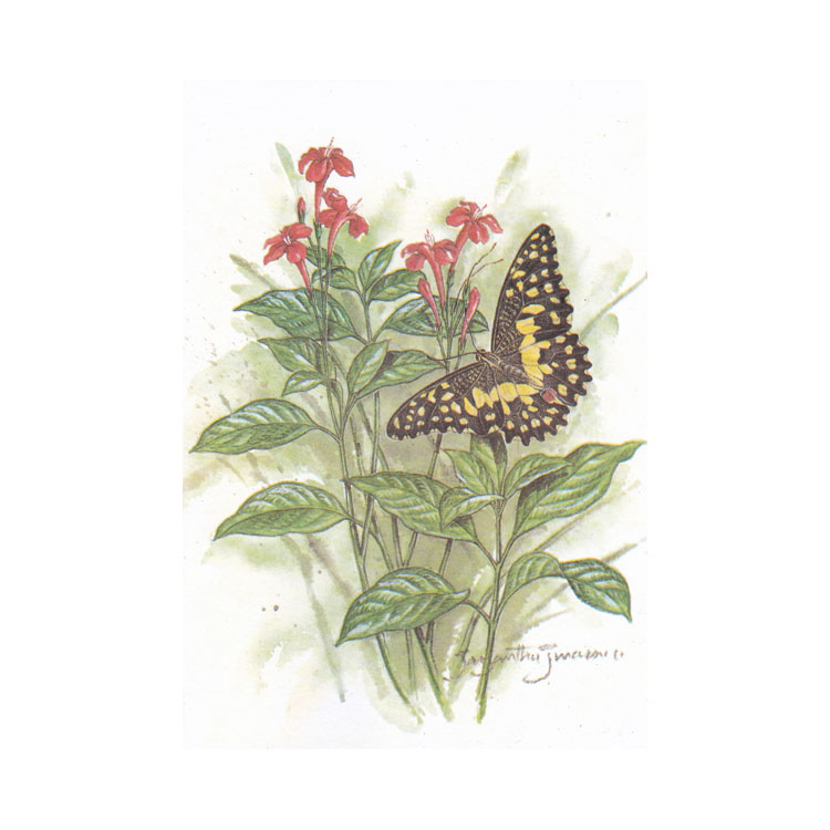 https://www.uthumpathum.com/Blank Cards